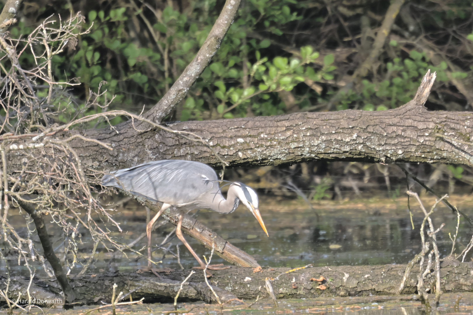 Graureiher am Zeuterner See auf Futtersuche