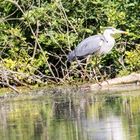 Graureiher am Zeuterner See