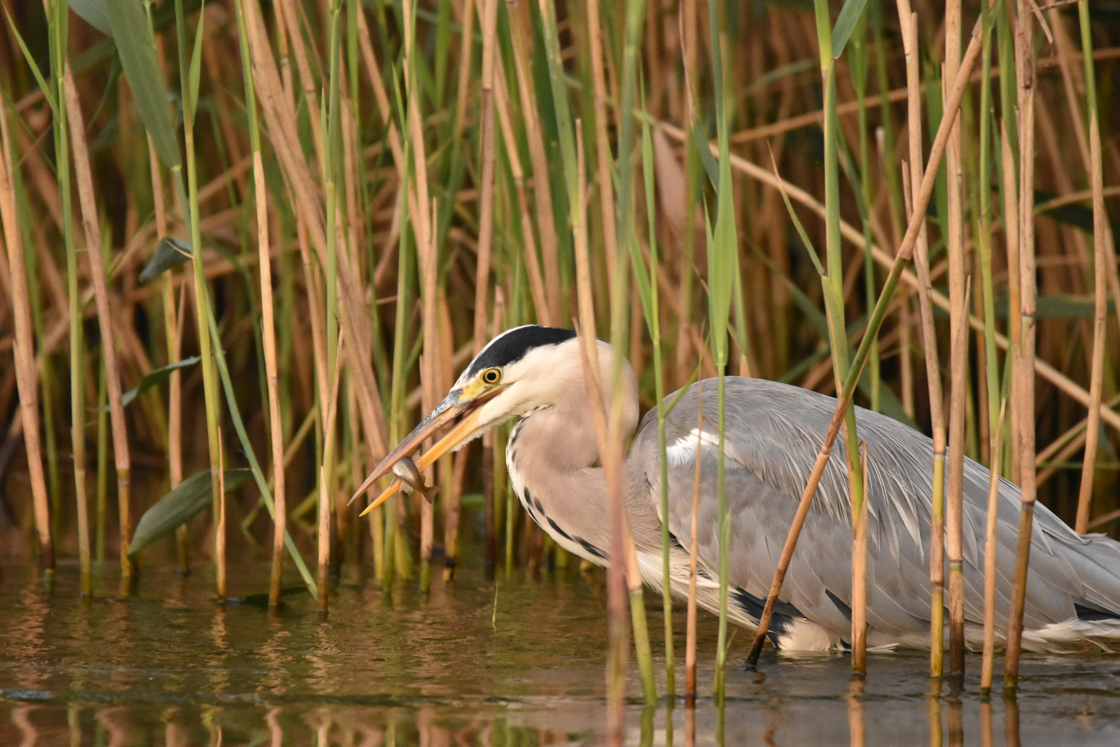 Graureiher am Zuidlaarenmeer