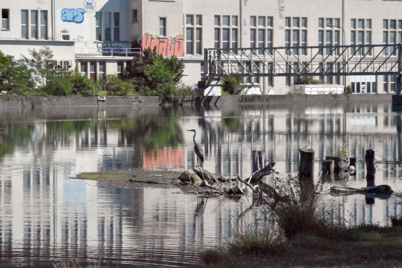 Graureiher an der Aare