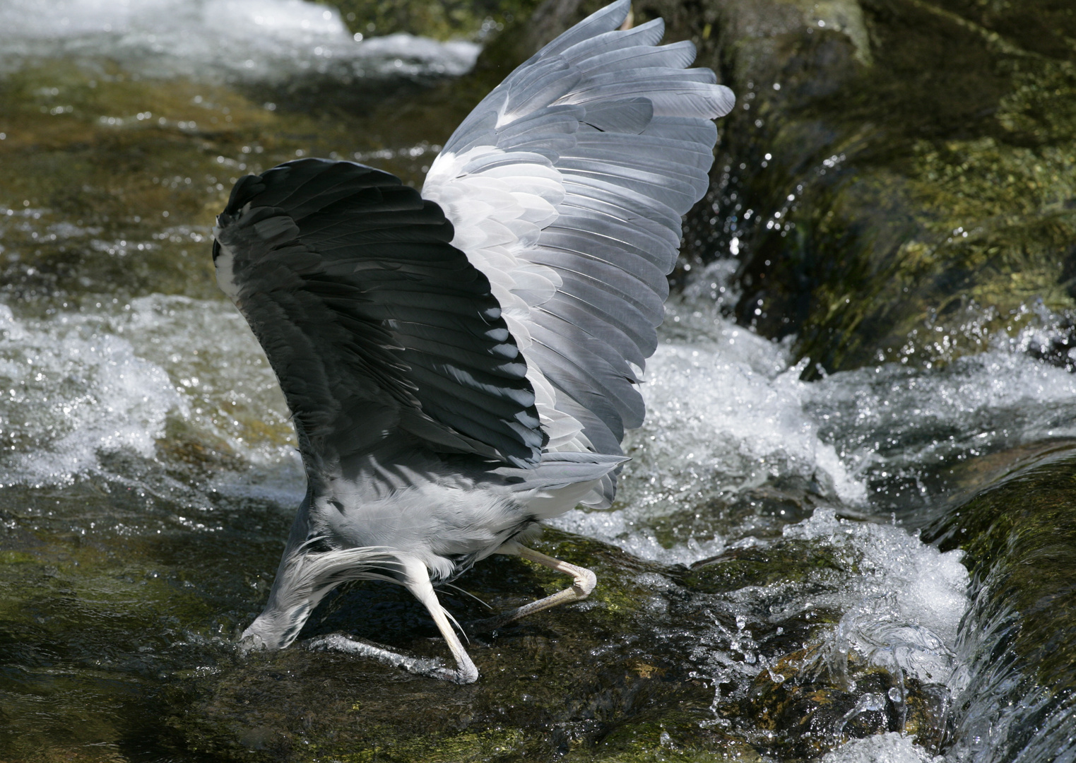 Graureiher an der Dreisam/Freiburg - 3 -