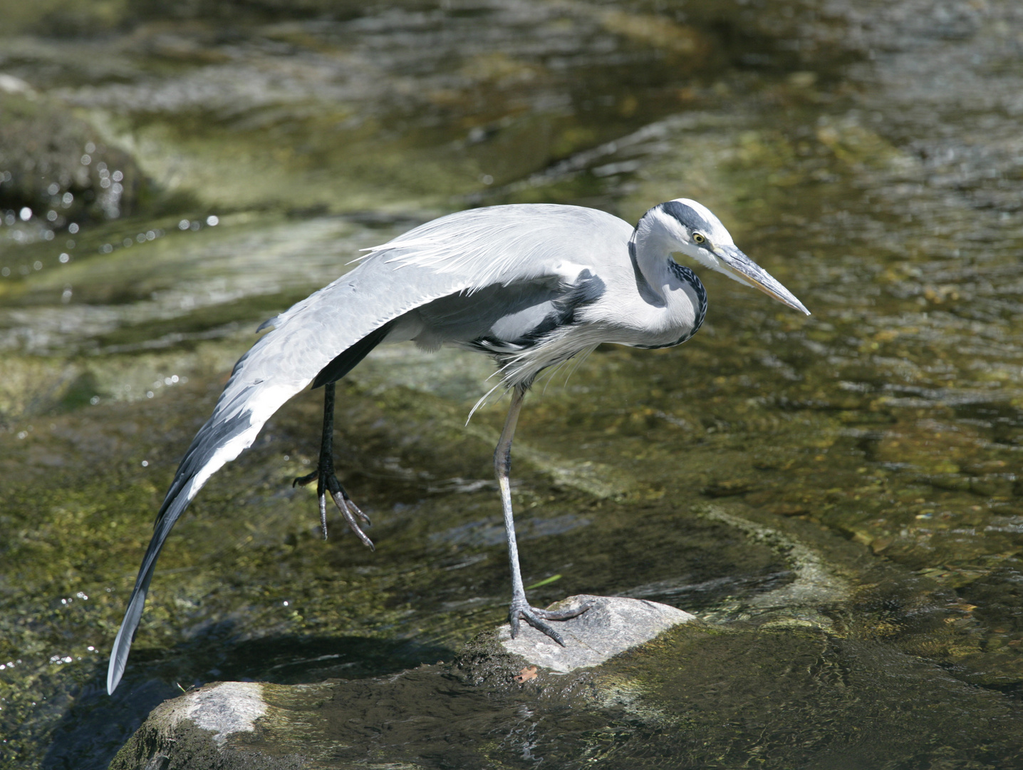 Graureiher an der Dreisam/Freiburg - 4 -