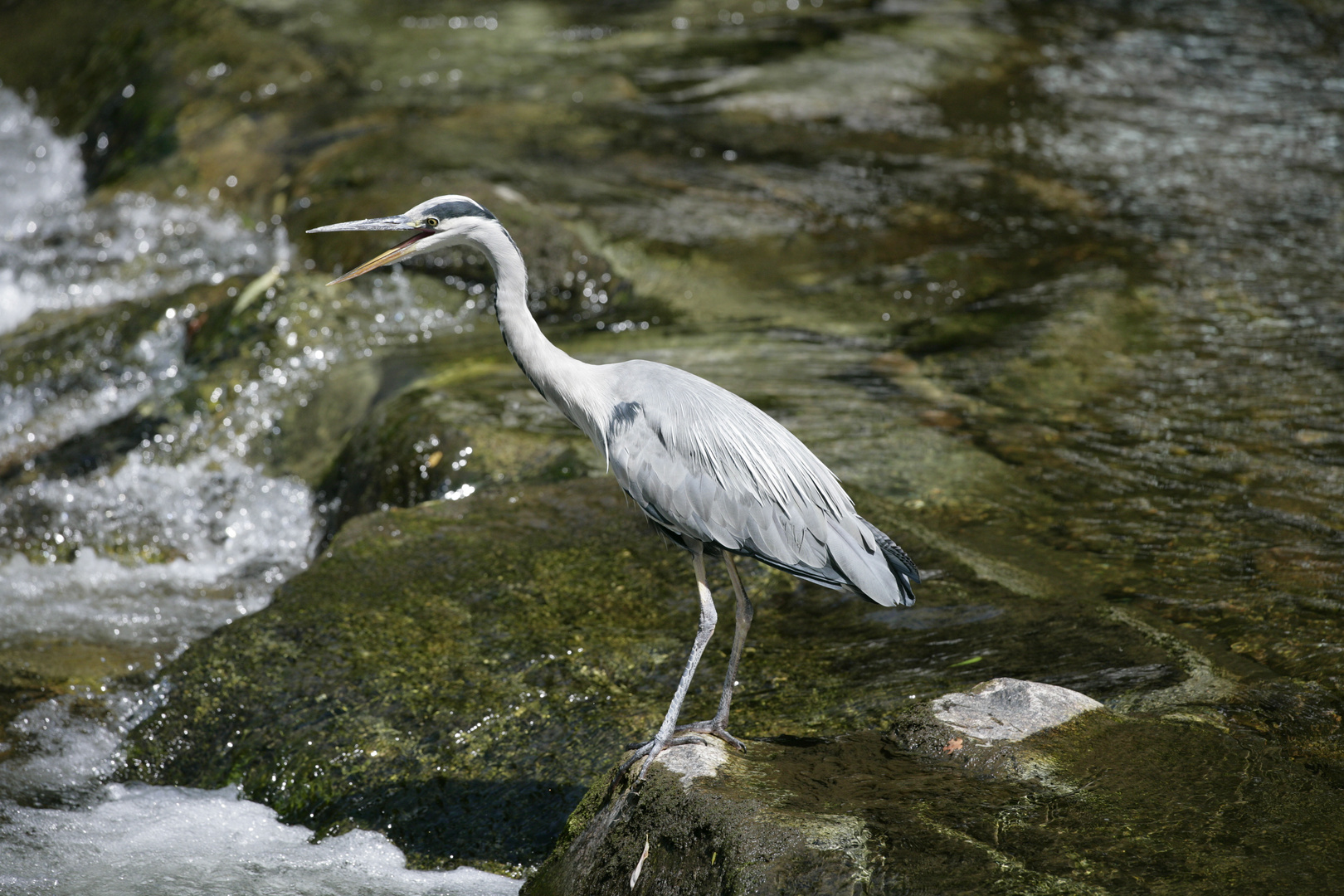 Graureiher an der Dreisam/Freiburg - 5 -