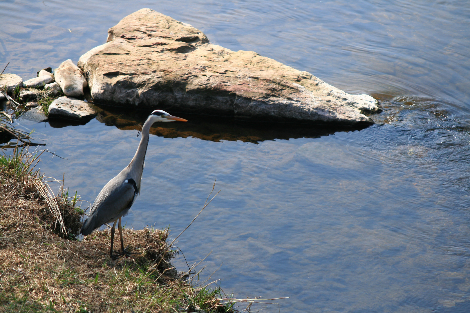 Graureiher an der Enz