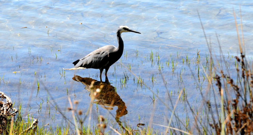 Graureiher  an der Flinders Bay