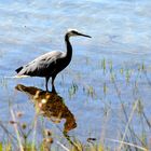 Graureiher  an der Flinders Bay