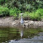 Graureiher an der Lahn