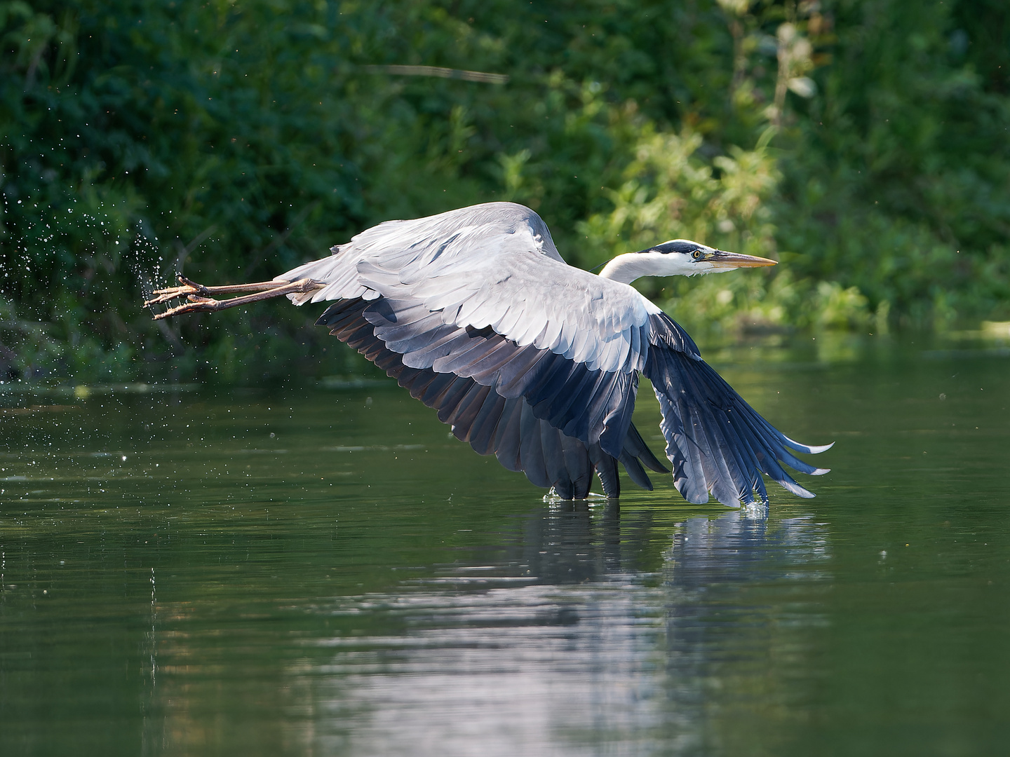 Graureiher an der Lippe 