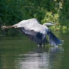 Graureiher an der Lippe 