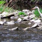 Graureiher an der Nagold