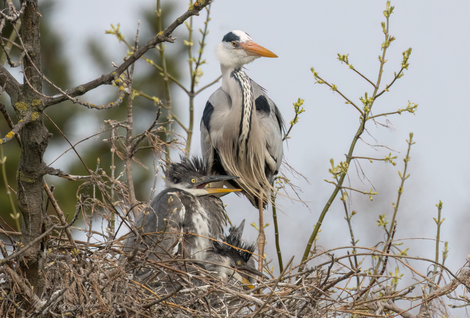 Graureiher an der oberen Donau