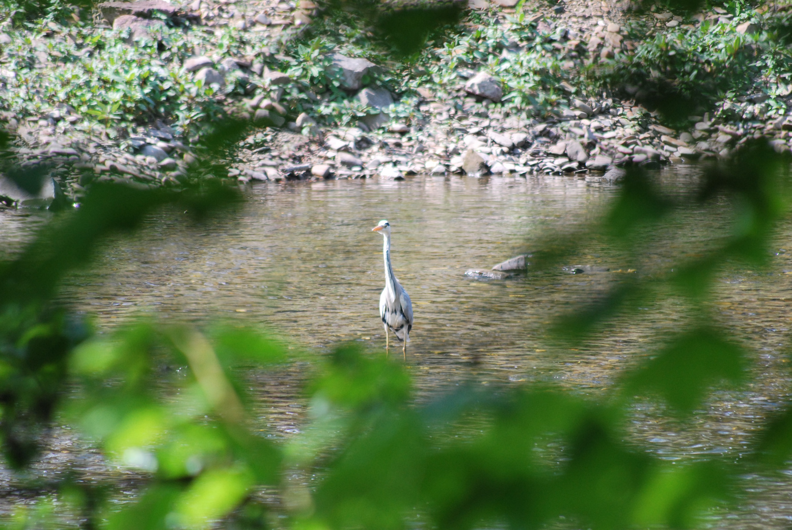 Graureiher an der Ruhr bei Neheim