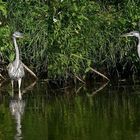 Graureiher an der Saale hellen Strande