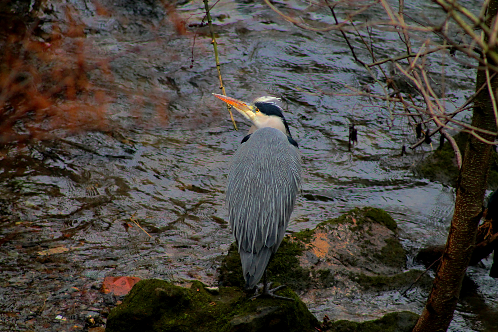 Graureiher an der Wupper