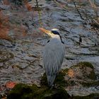 Graureiher an der Wupper