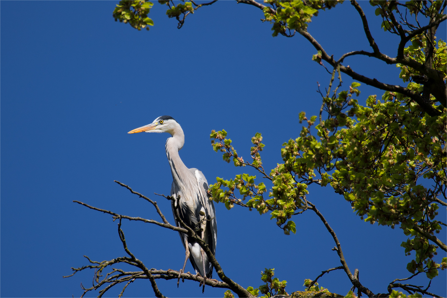 Graureiher an seinem Nest