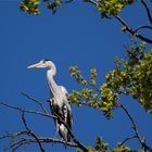 Graureiher an seinem Nest