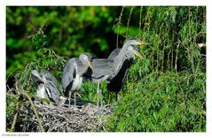 --- Graureiher ---- ( Ardea cineea )