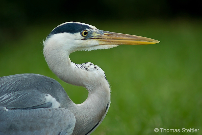 Graureiher (Ardea cinera)