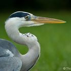 Graureiher (Ardea cinera)