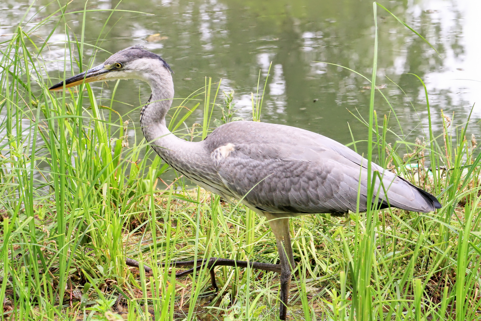 Graureiher - Ardea cinera - in Köln auf Schwimminsel im Rautenstrauchkanal