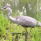 Graureiher - Ardea cinera - in Köln auf Schwimminsel im Rautenstrauchkanal