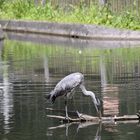 Graureiher (Ardea cinerea) 003