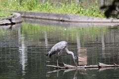 Graureiher (Ardea cinerea) 003