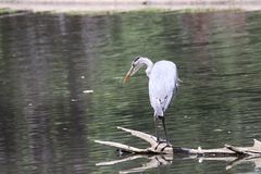 Graureiher (Ardea cinerea) 009