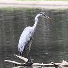 Graureiher (Ardea cinerea) 013