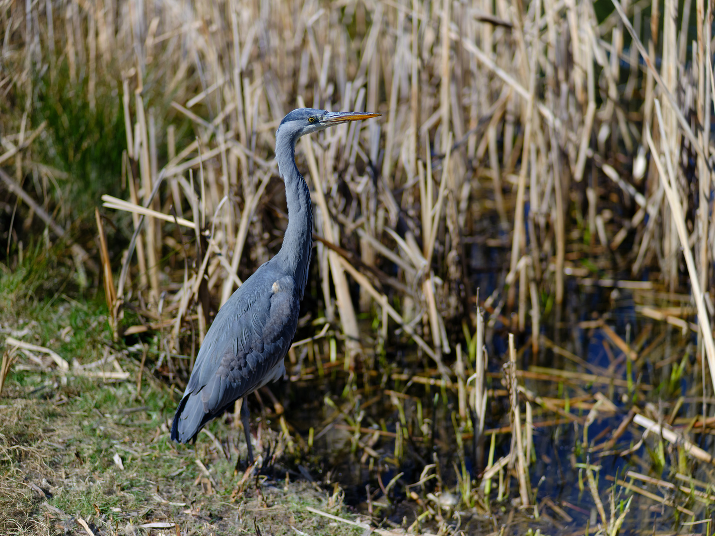 Graureiher (Ardea cinerea)