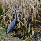 Graureiher (Ardea cinerea)