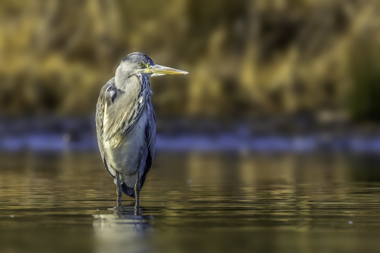 Graureiher (Ardea cinerea)