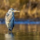 Graureiher (Ardea cinerea)