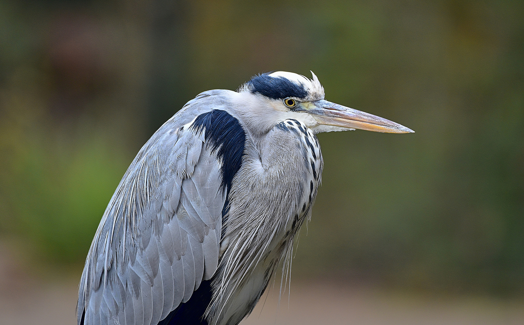 Graureiher (Ardea cinerea)