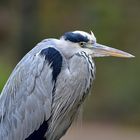 Graureiher (Ardea cinerea)