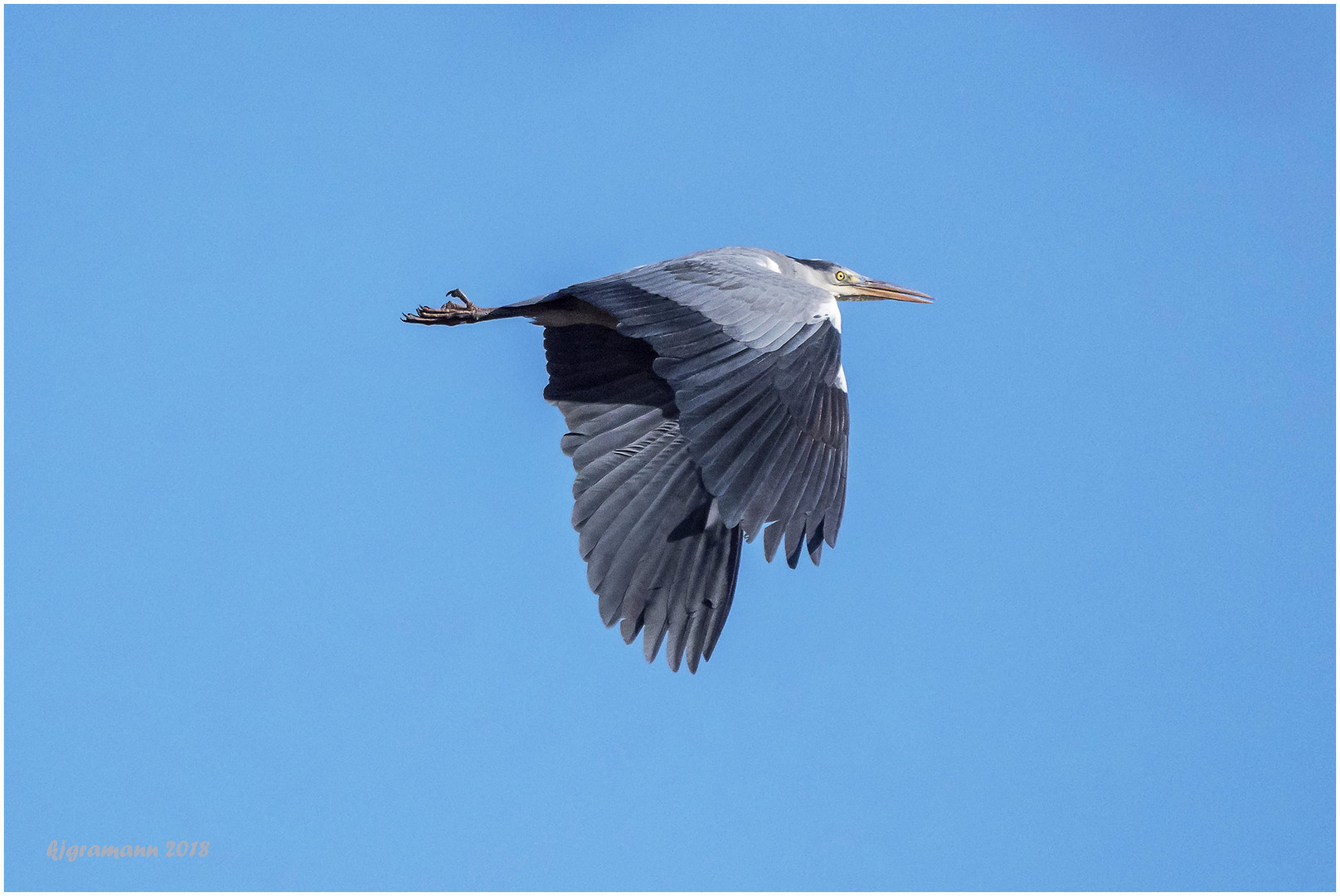   graureiher (ardea cinerea) .....