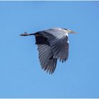   graureiher (ardea cinerea) .....