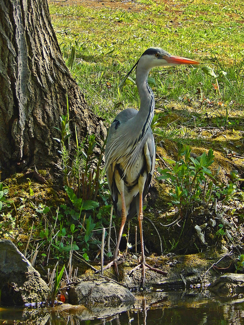 Graureiher (Ardea cinerea)