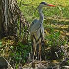 Graureiher (Ardea cinerea)