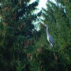 Graureiher (Ardea cinerea)