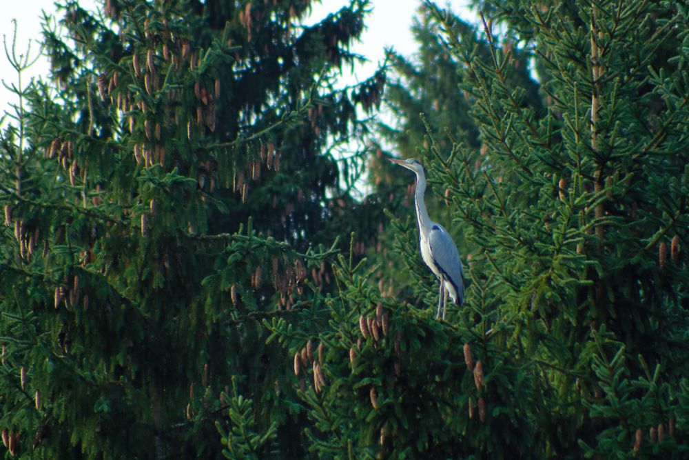 Graureiher (Ardea cinerea)