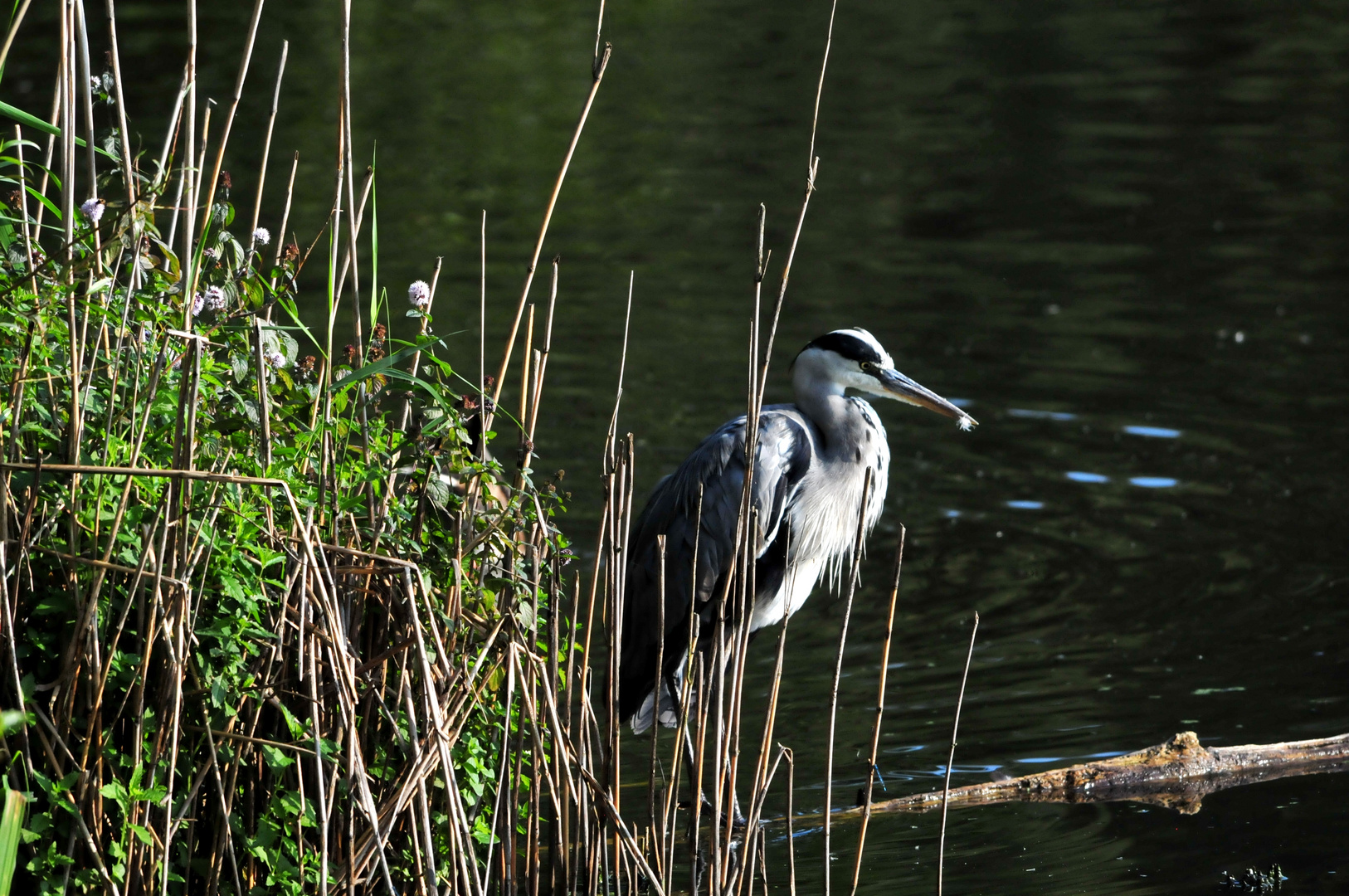 Graureiher (Ardea cinerea)