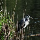 Graureiher (Ardea cinerea)