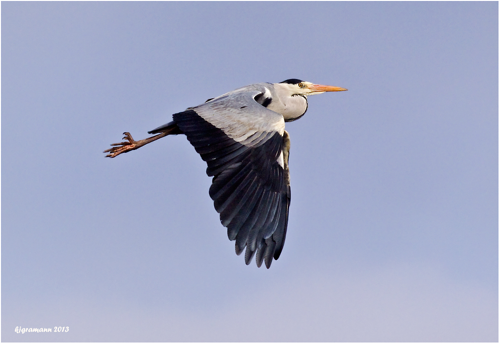 Graureiher (Ardea cinerea)......