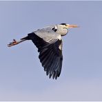 Graureiher (Ardea cinerea)......