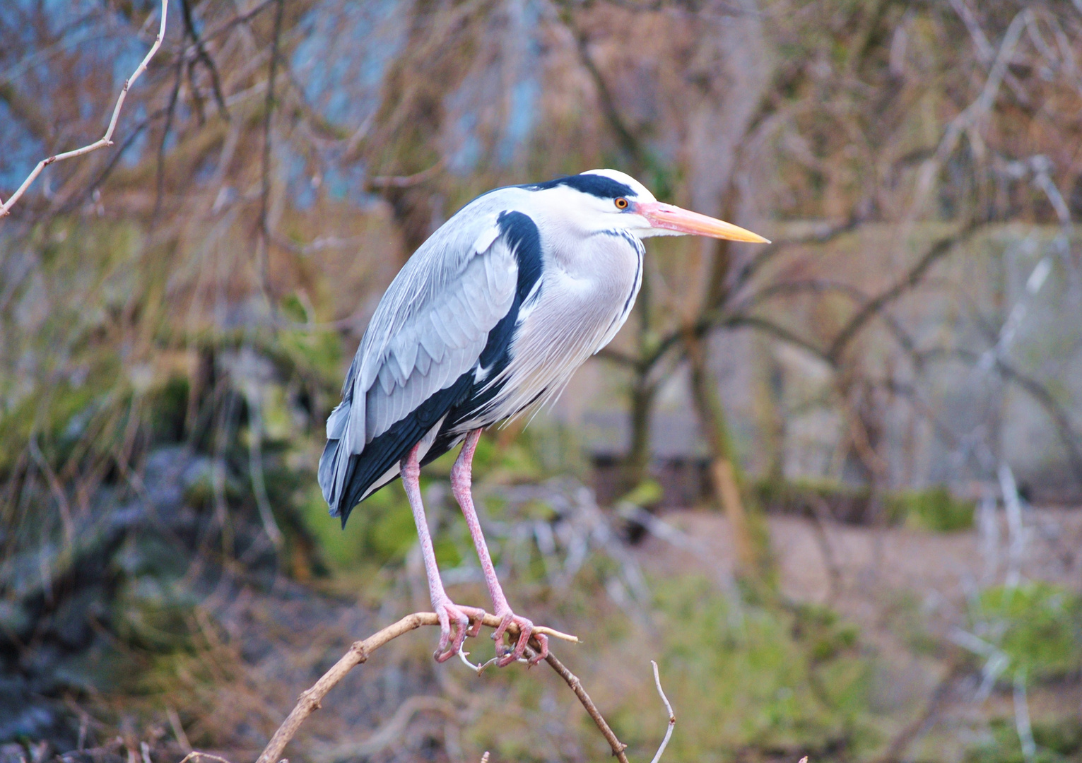 Graureiher (Ardea cinerea)