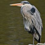 Graureiher (Ardea cinerea)