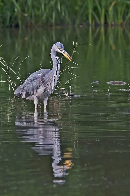 Graureiher (Ardea cinerea)