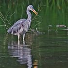 Graureiher (Ardea cinerea)